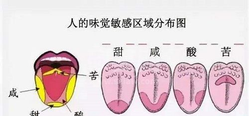 人的舌尖对哪种味道更敏感?支付宝蚂蚁庄园8月22日答案截图